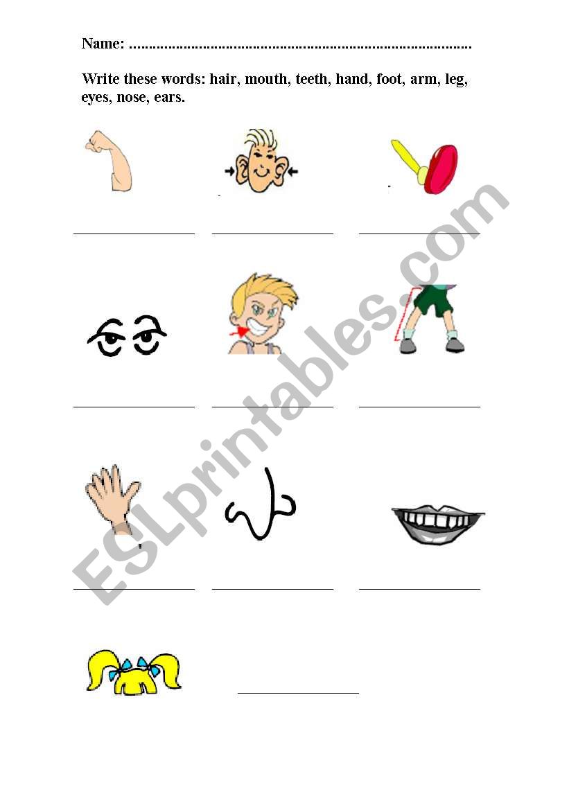 parts of the body worksheet
