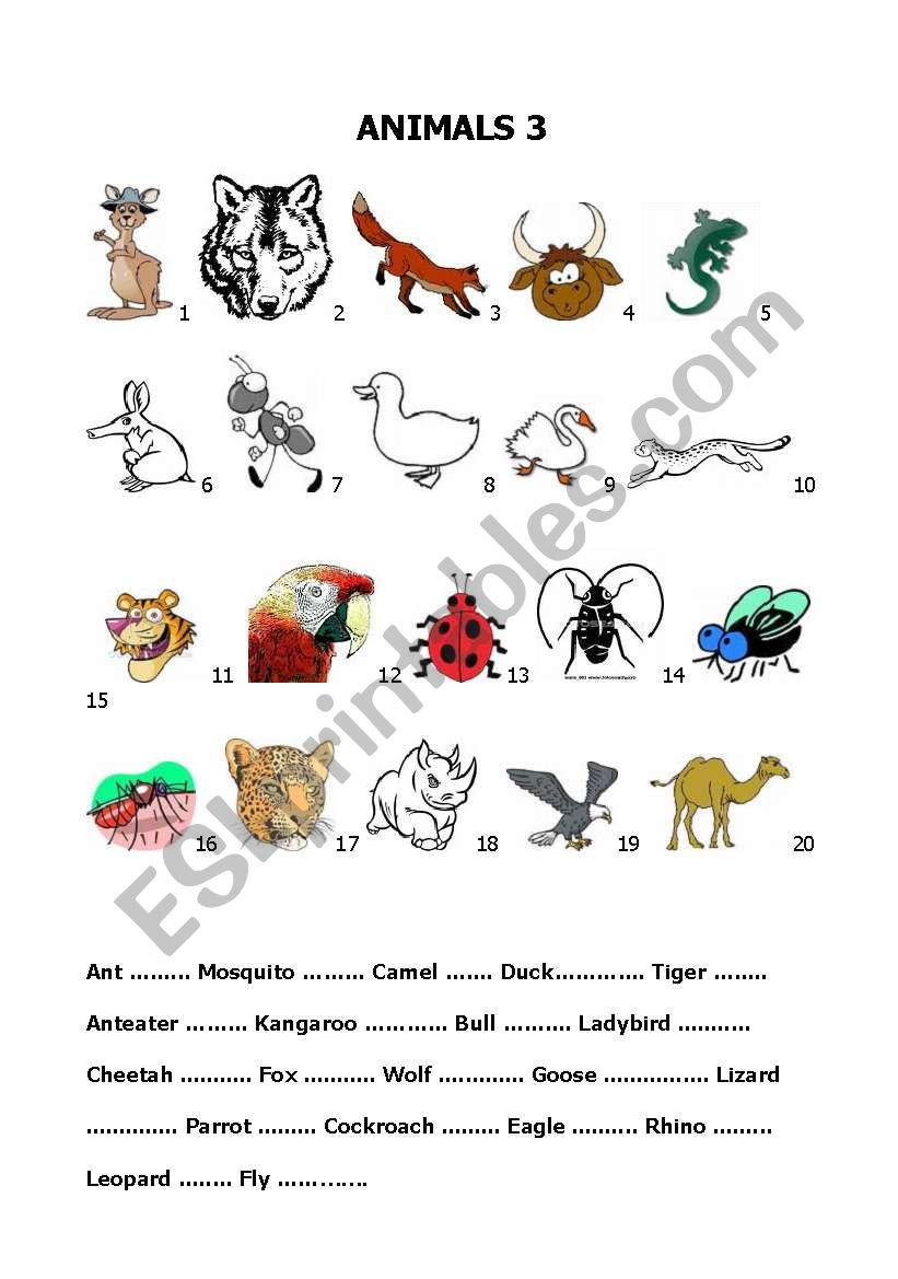 Build up your vocabulary - Animals 3