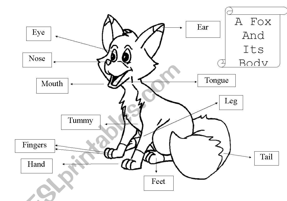 A foxs body worksheet