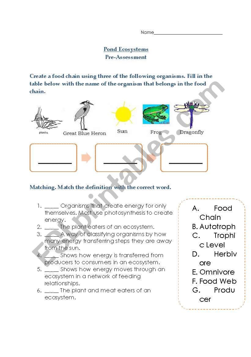 pond ecosystems assessment worksheet