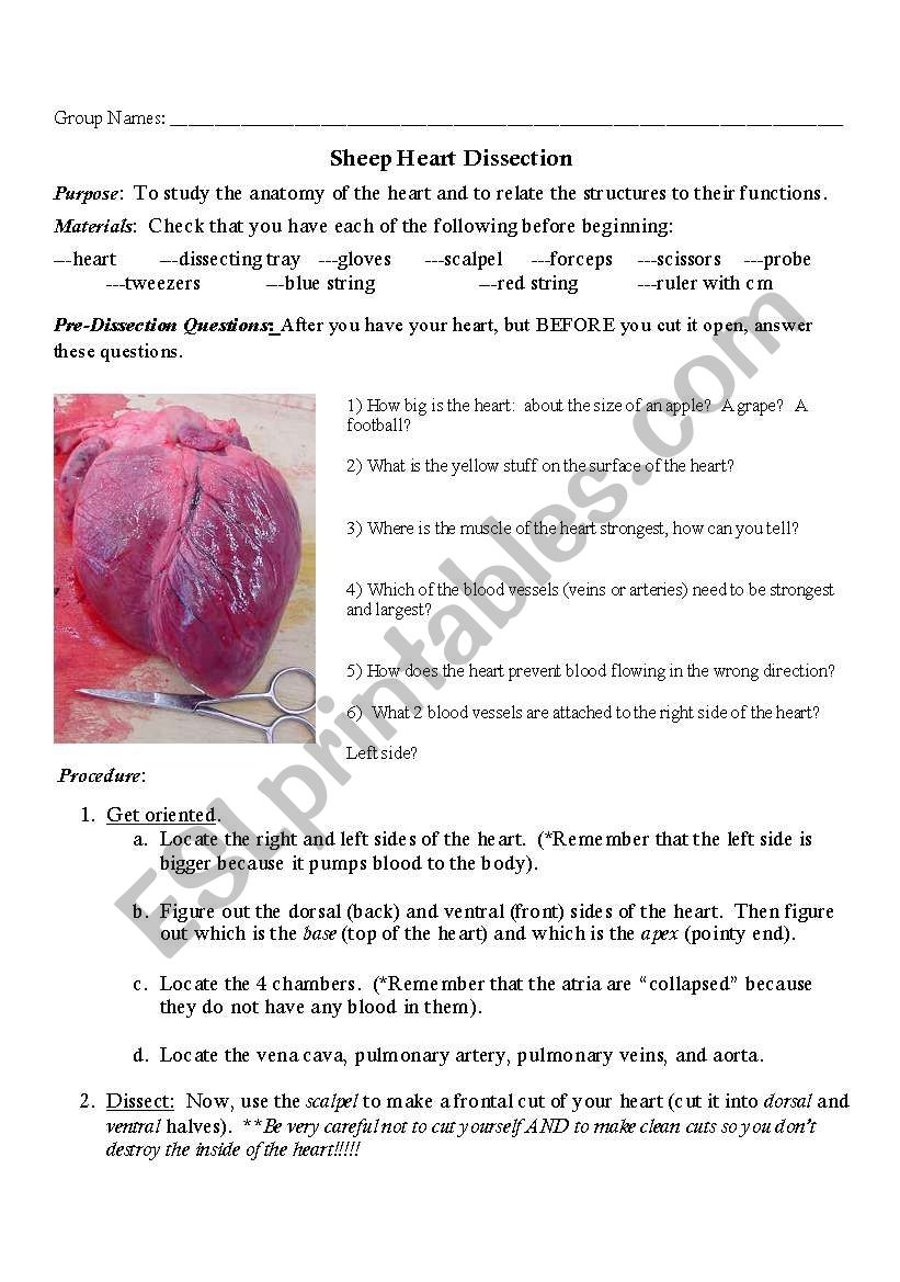 English Worksheets Sheep Heart Dissection