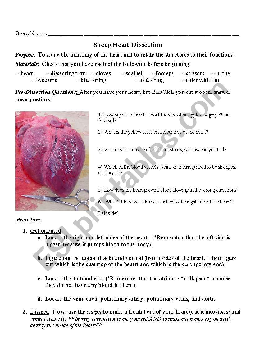 Sheep Heart Dissection worksheet