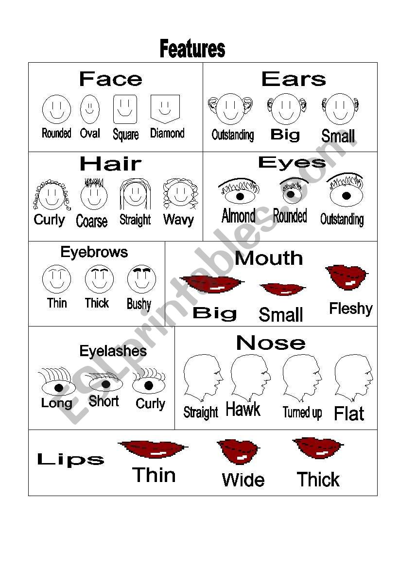 Face features worksheet