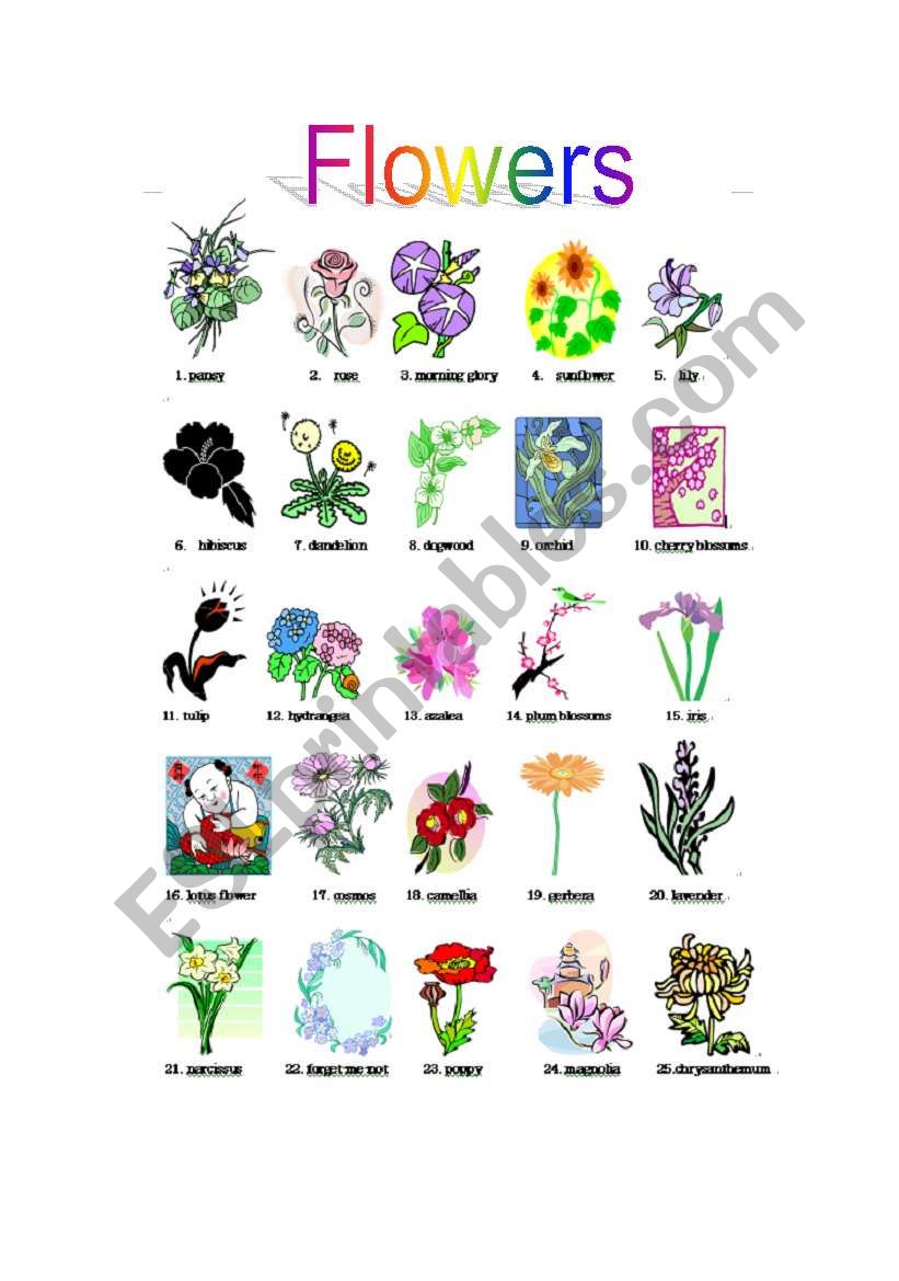 flowers - ESL worksheet by uezono