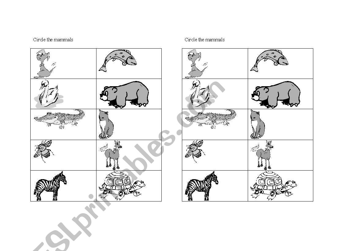 mammals worksheet