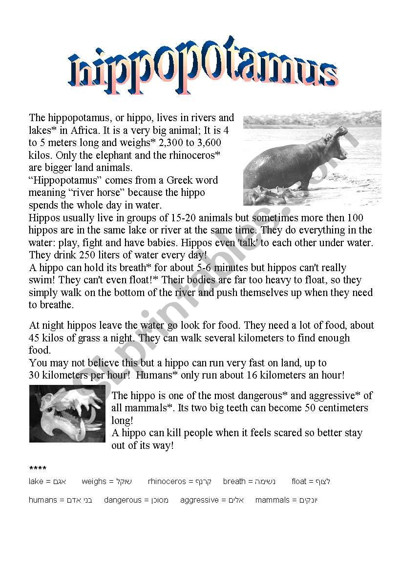 the hippopotamus worksheet