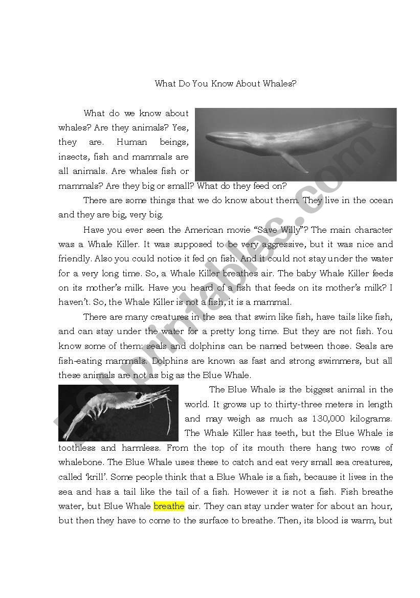 Blue Whale worksheet