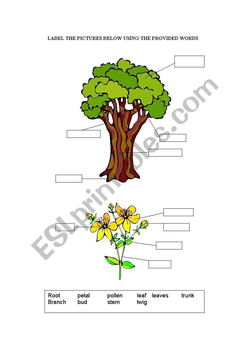 parts of a tree - ESL worksheet by uthe Throughout Parts Of A Tree Worksheet