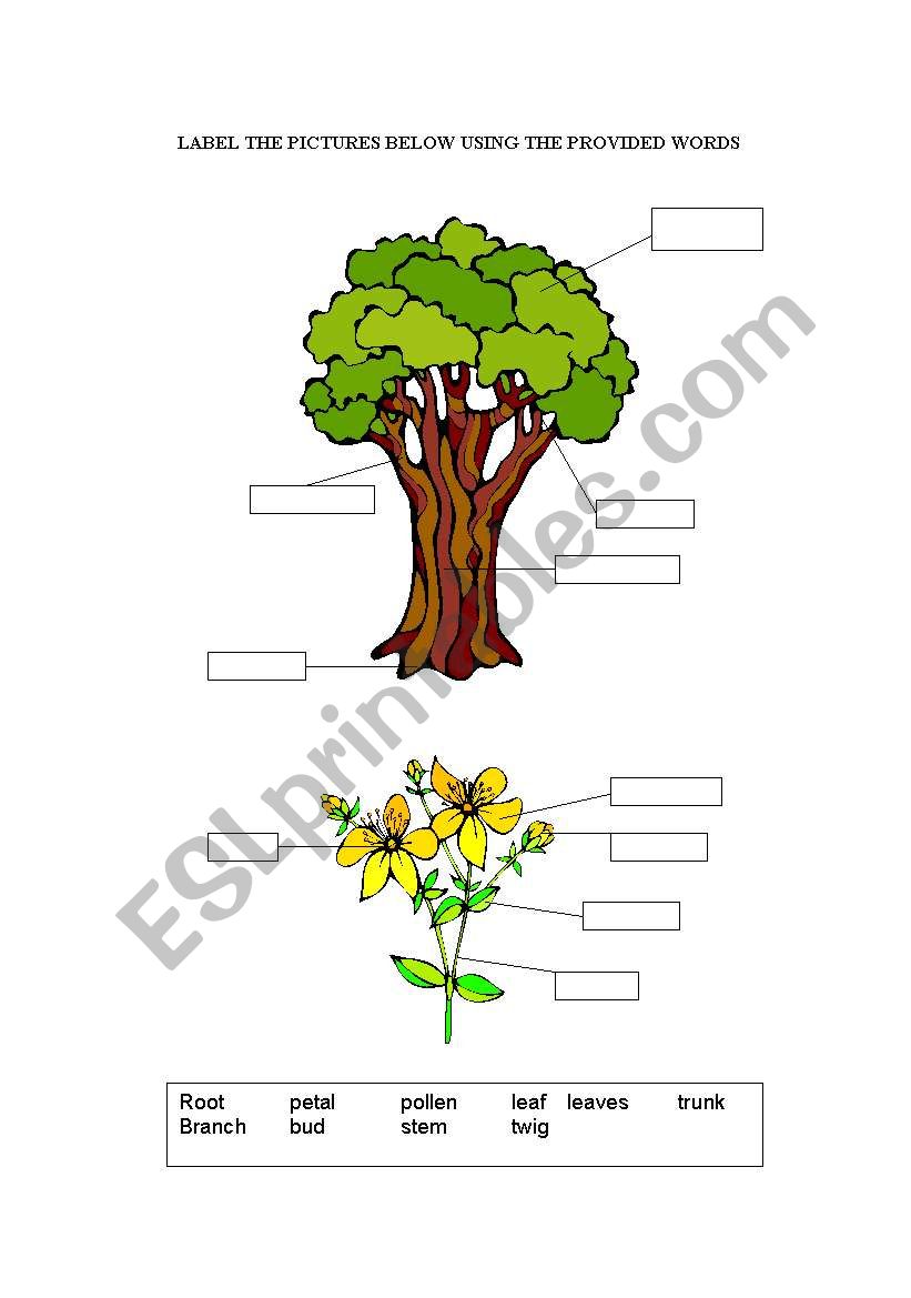 parts of a tree worksheet