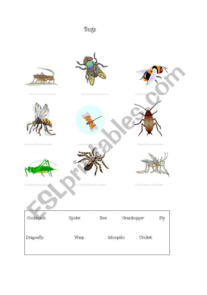 Bugs / Insects worksheet