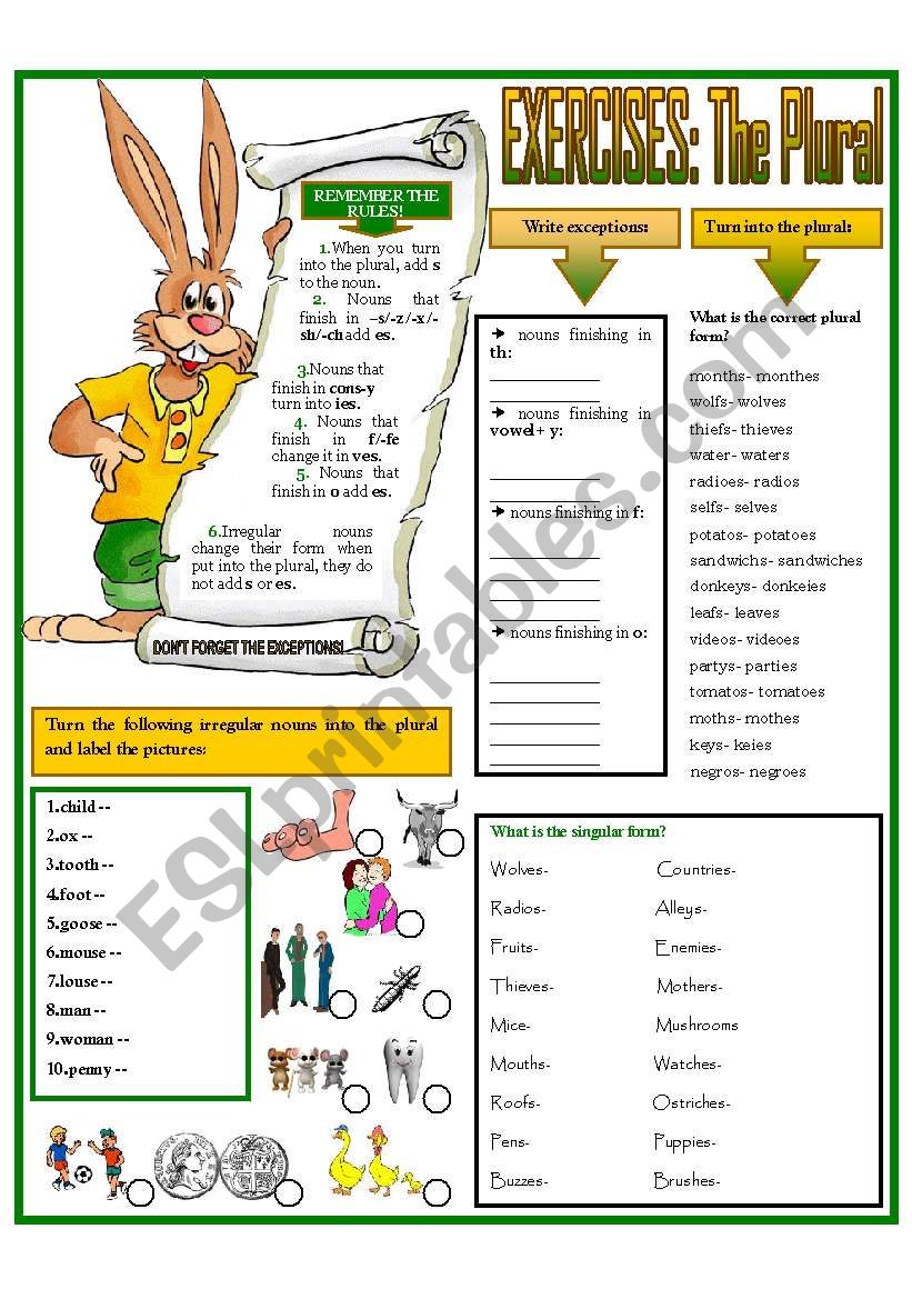 EXERCISES: The Plural worksheet