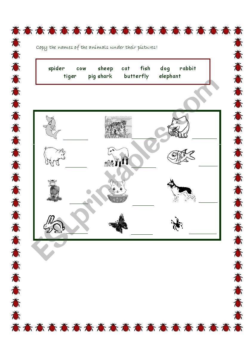 animals worksheet