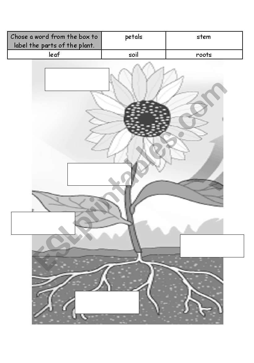 Label the Plant worksheet