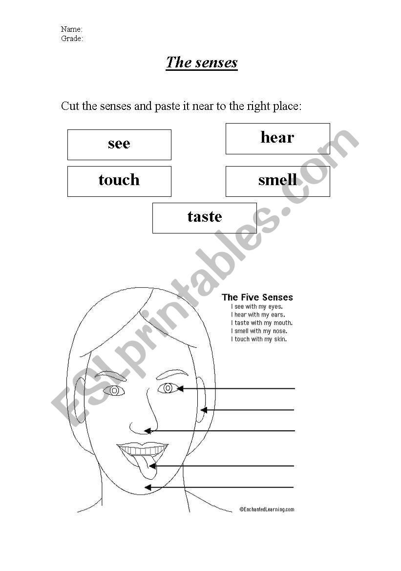 the senses worksheet