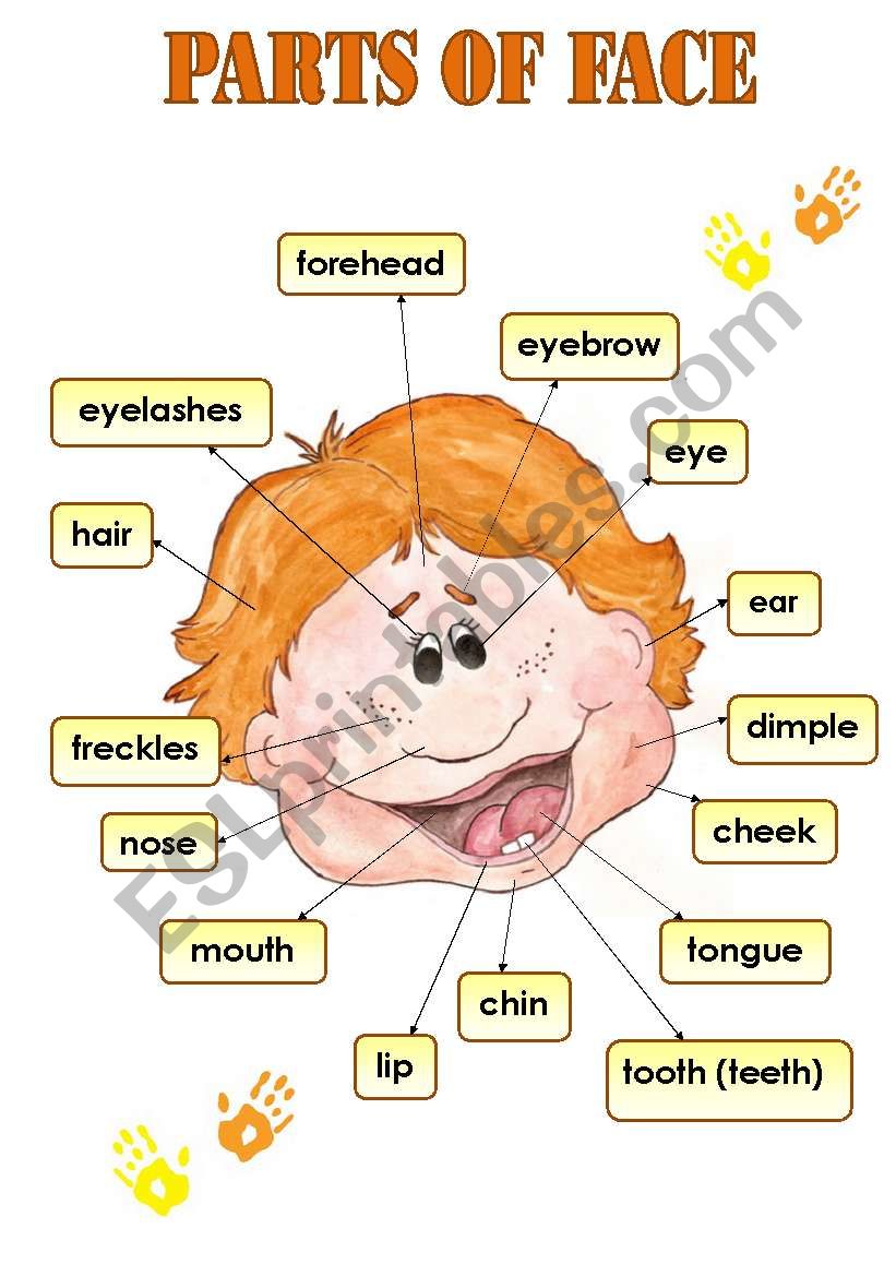 PARTS OF FACE - CLASSROOM POSTER