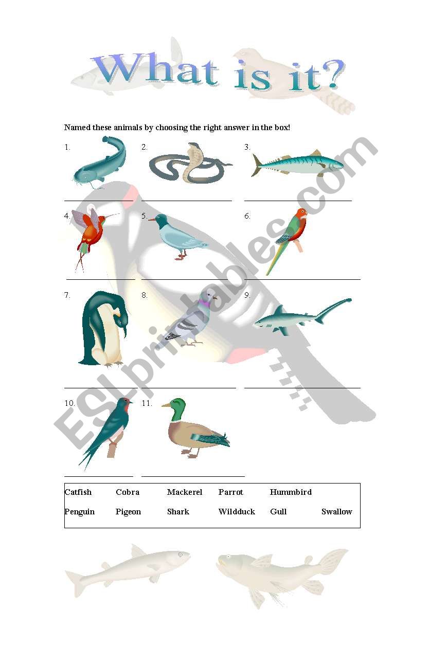 animal worksheet