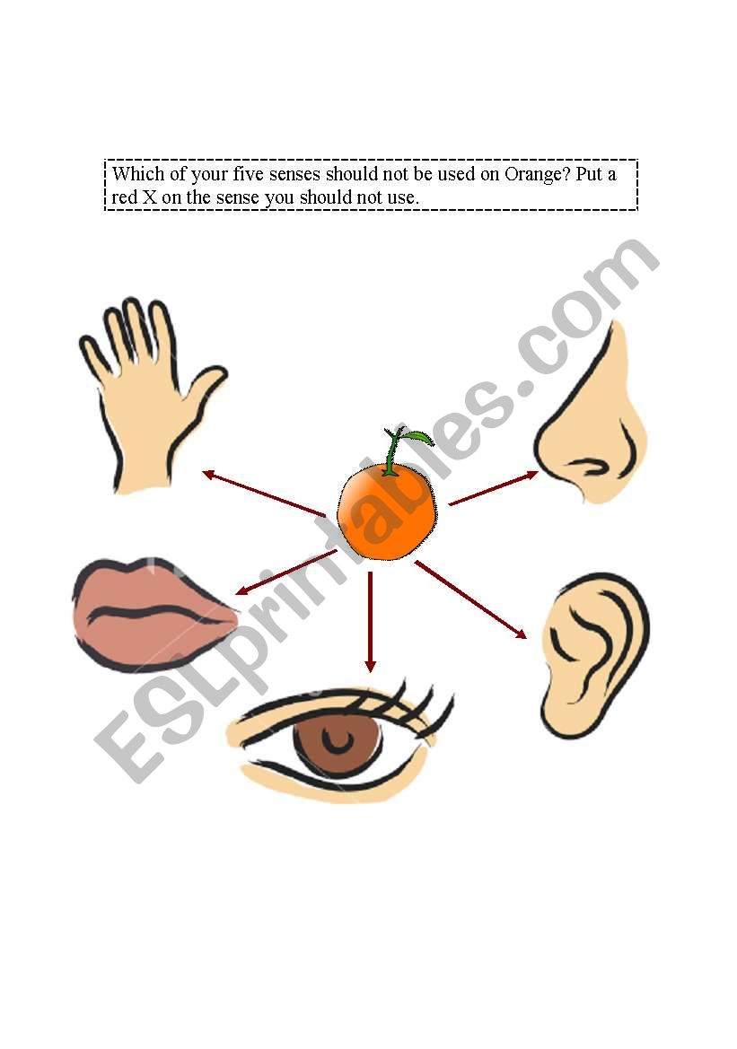 five senses worksheet