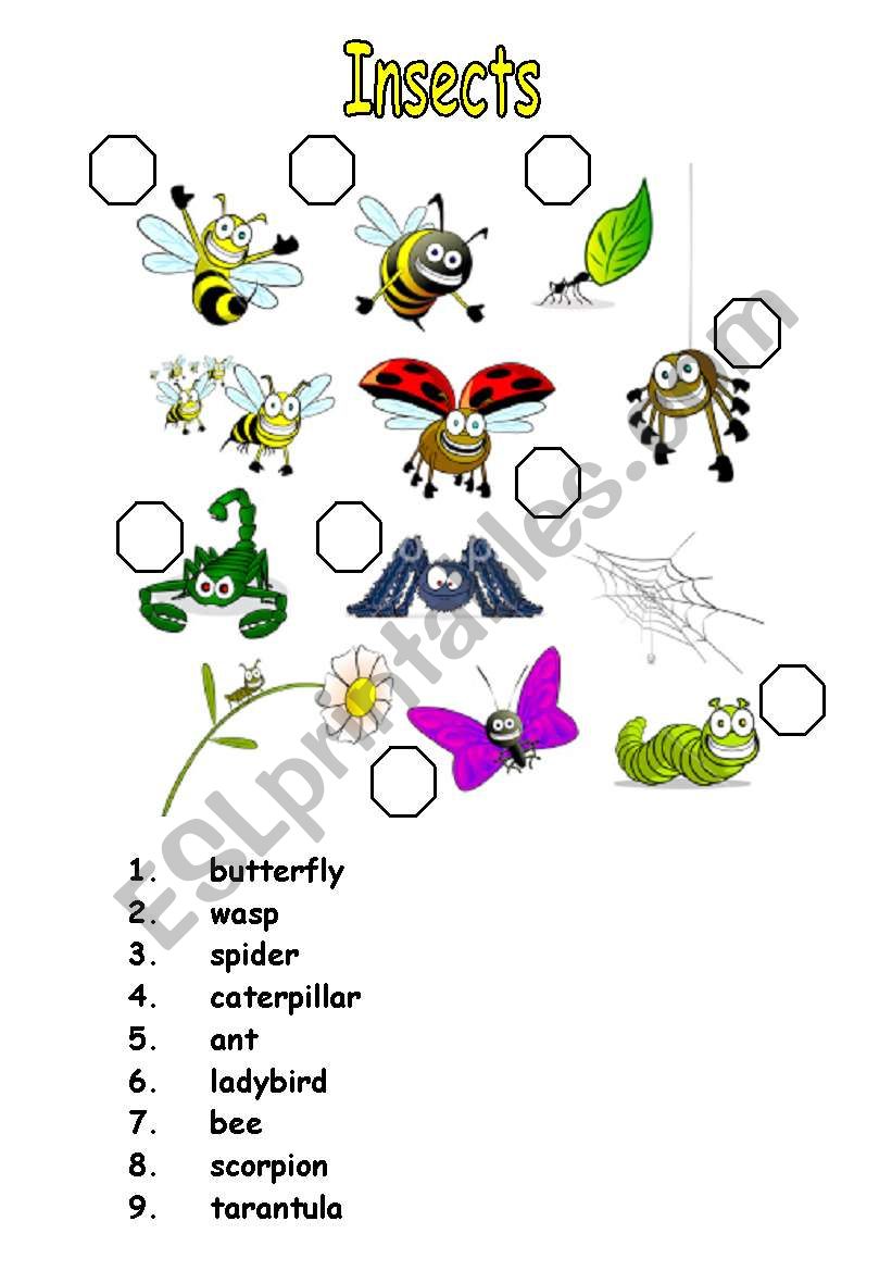 insects worksheet
