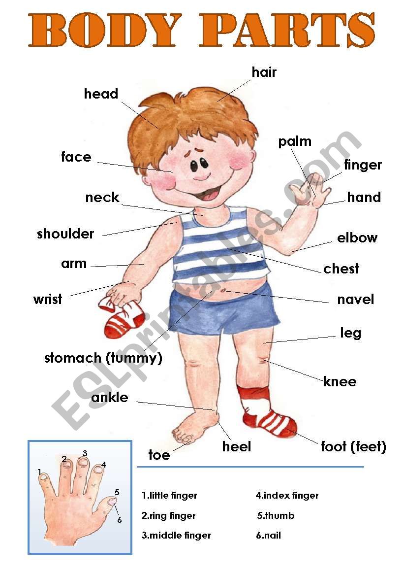 BODY PARTS CLASSROOM POSTER!  worksheet