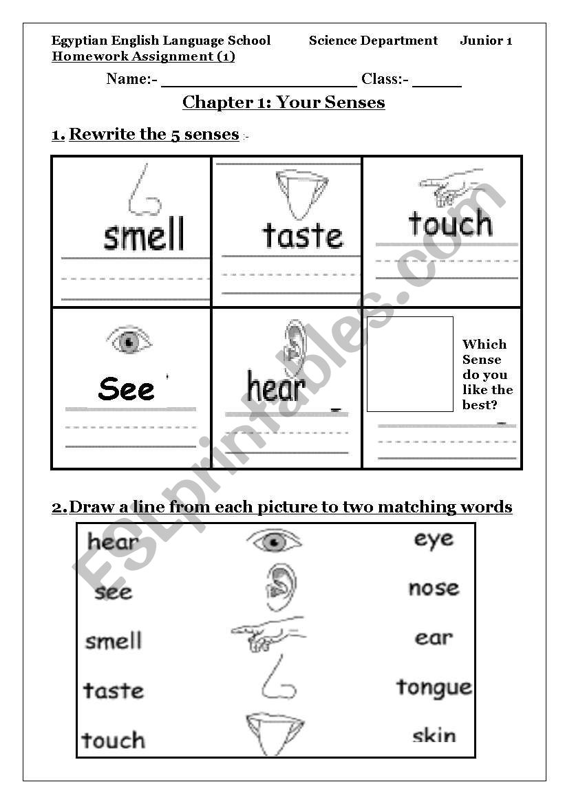 5 senses worksheet