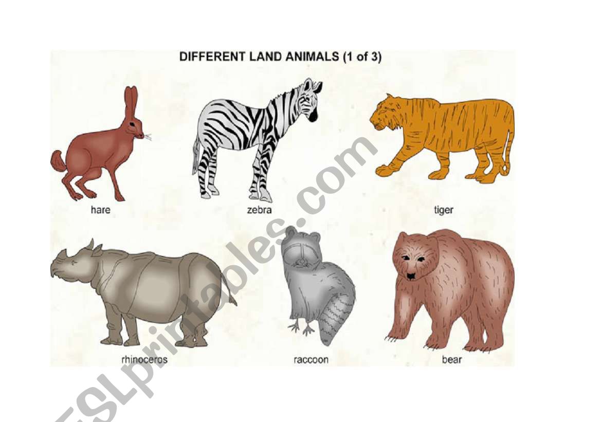 animals worksheet