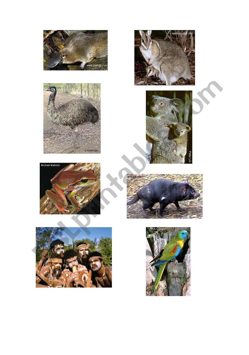 Australian Animals worksheet