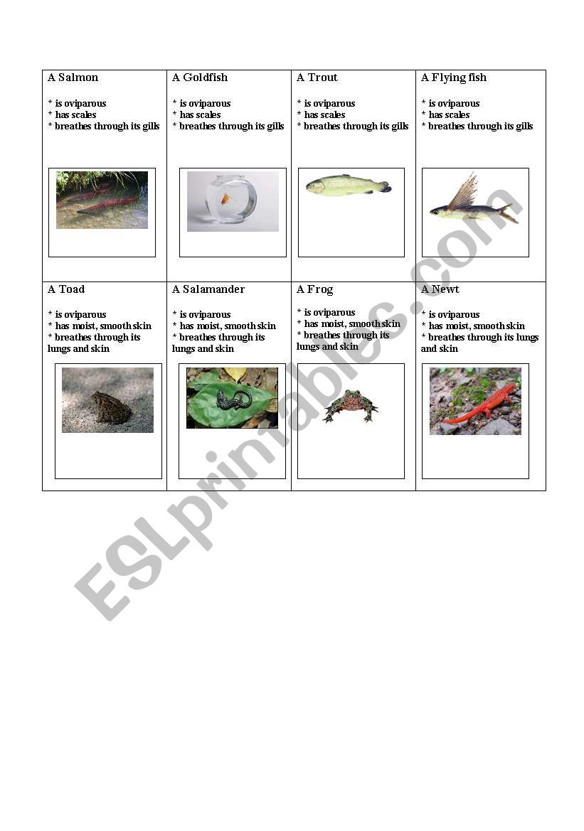 Fish and reptiles cards 1 worksheet