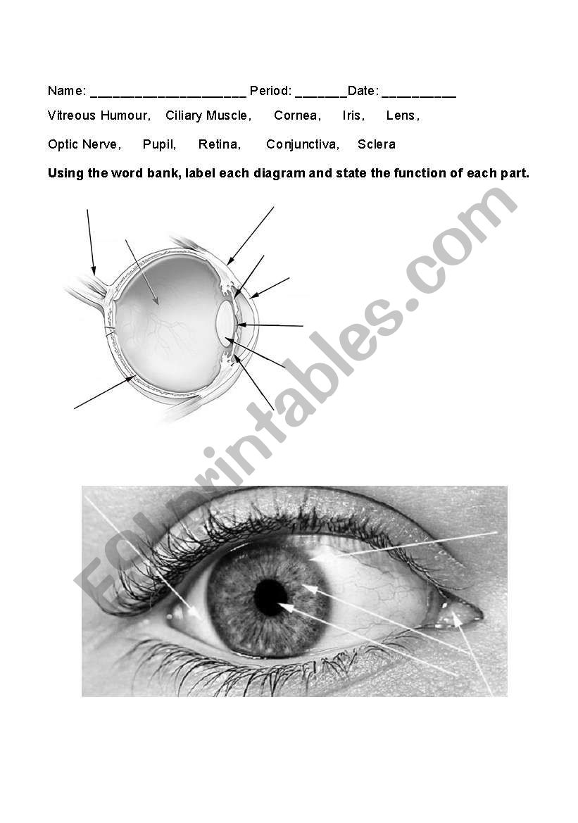 The Eye worksheet