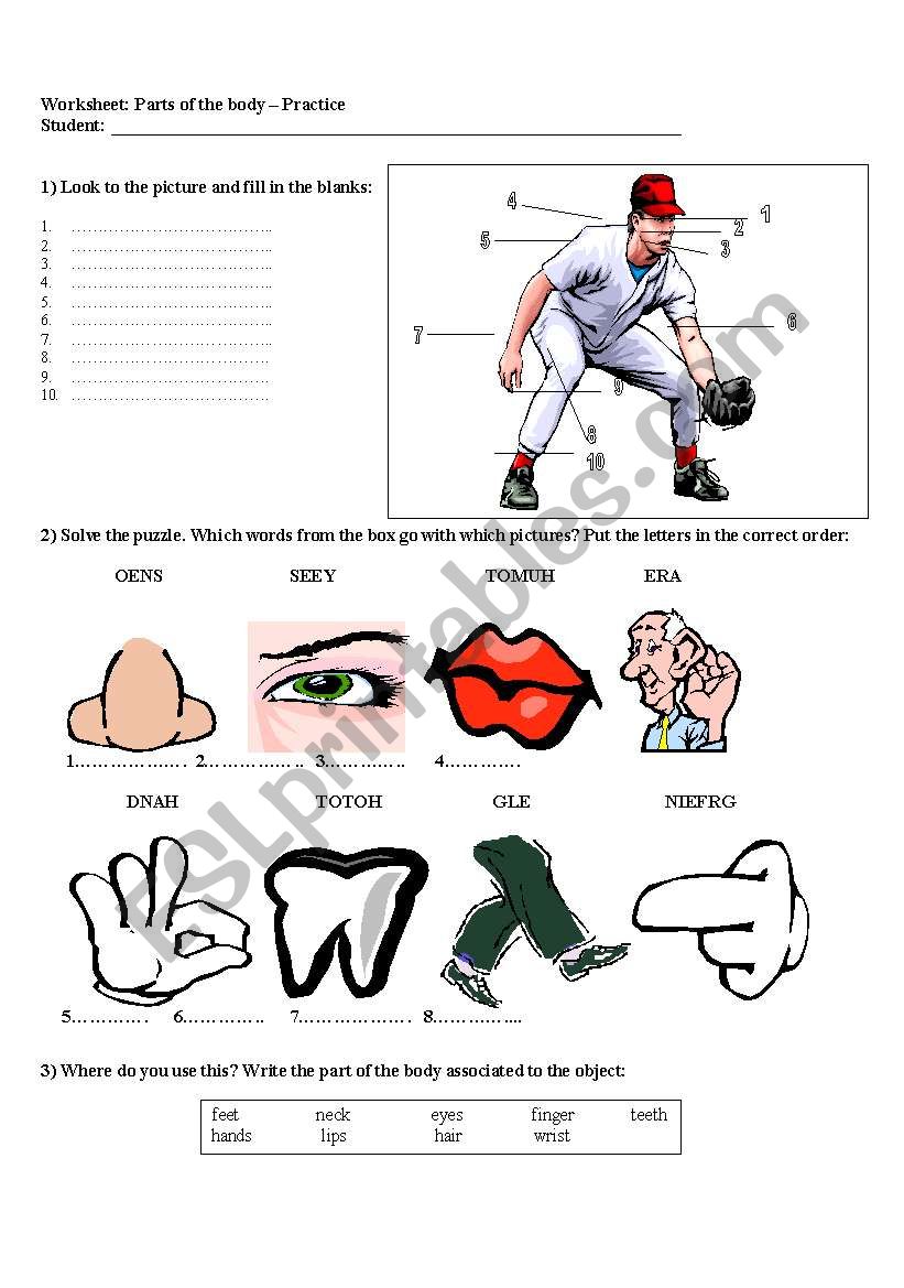 The body - great review worksheet