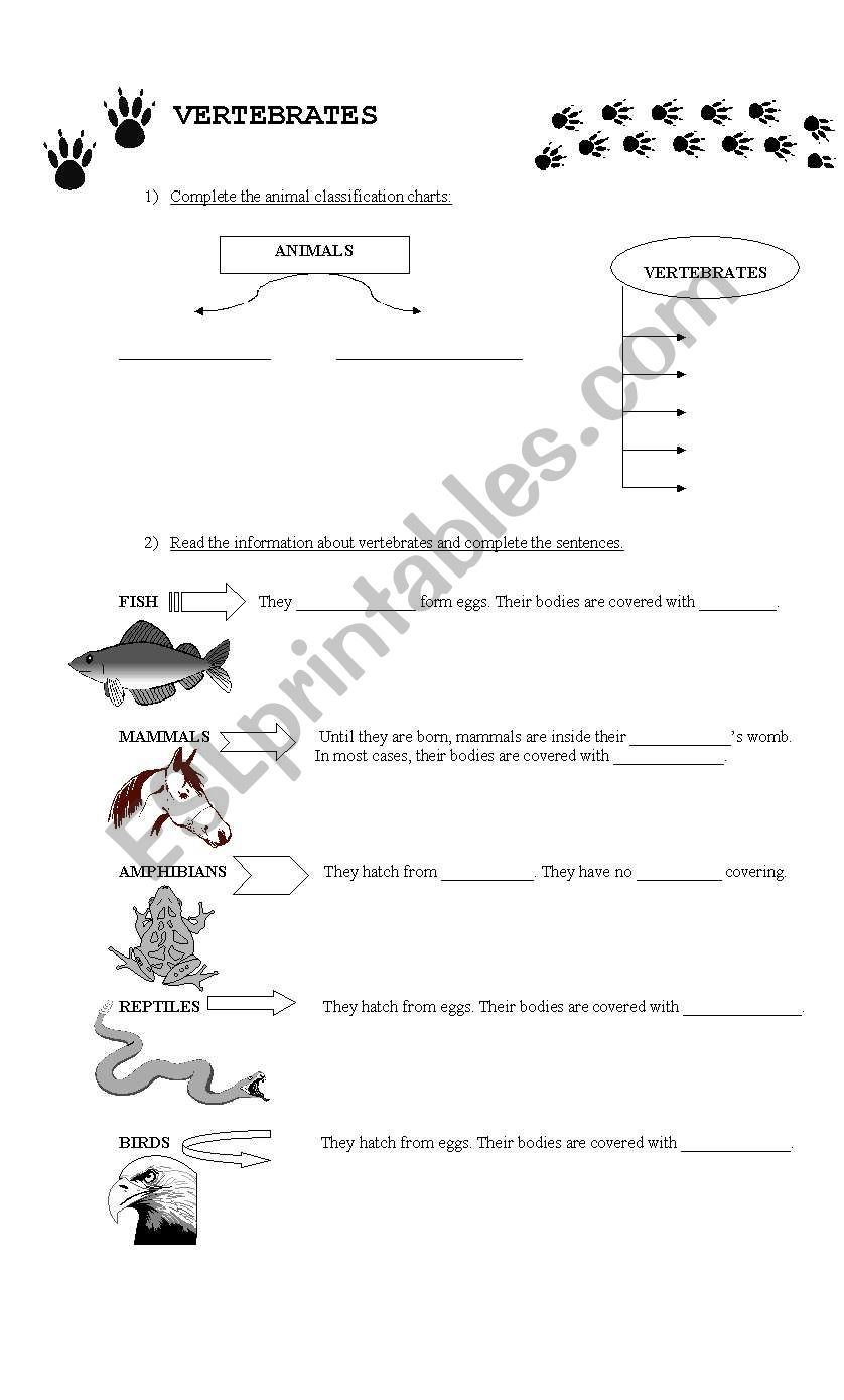 Vertebrades worksheet