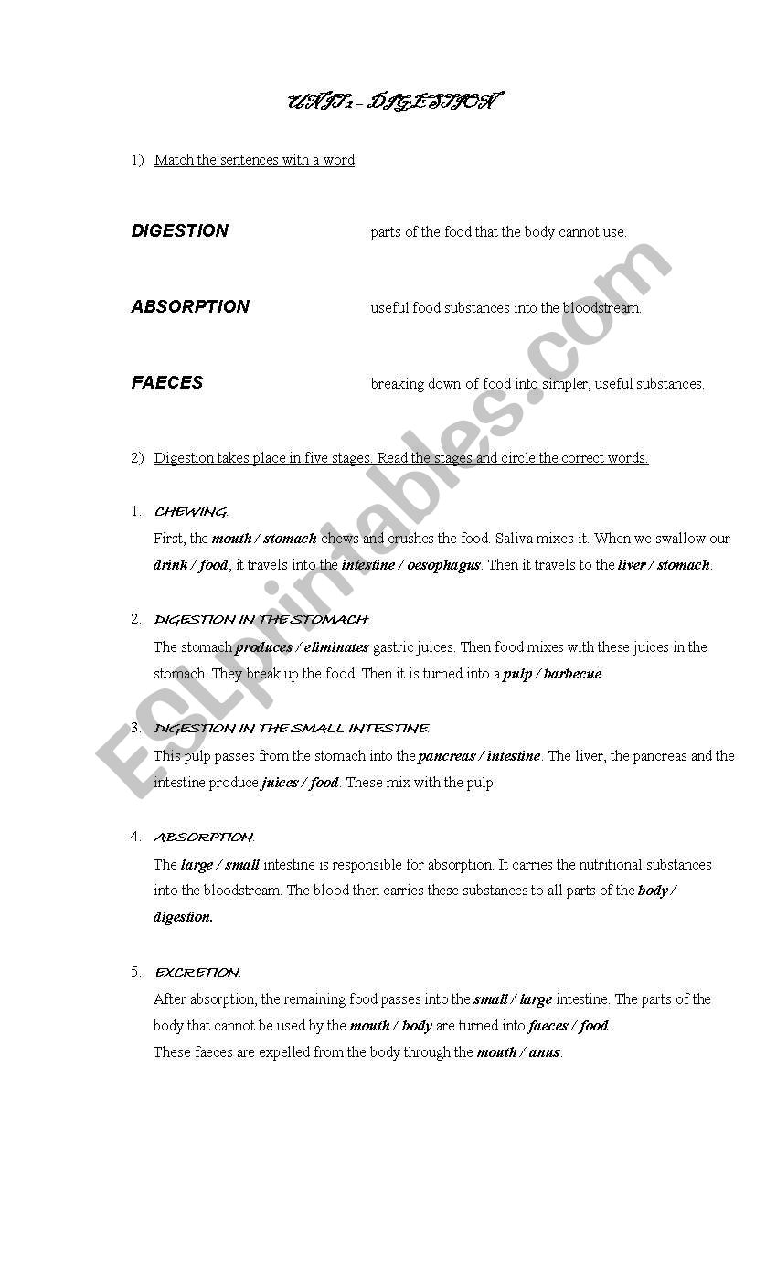 Digestion worksheet