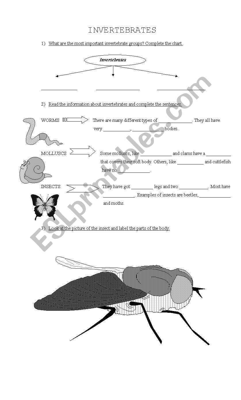 Invertebrades worksheet