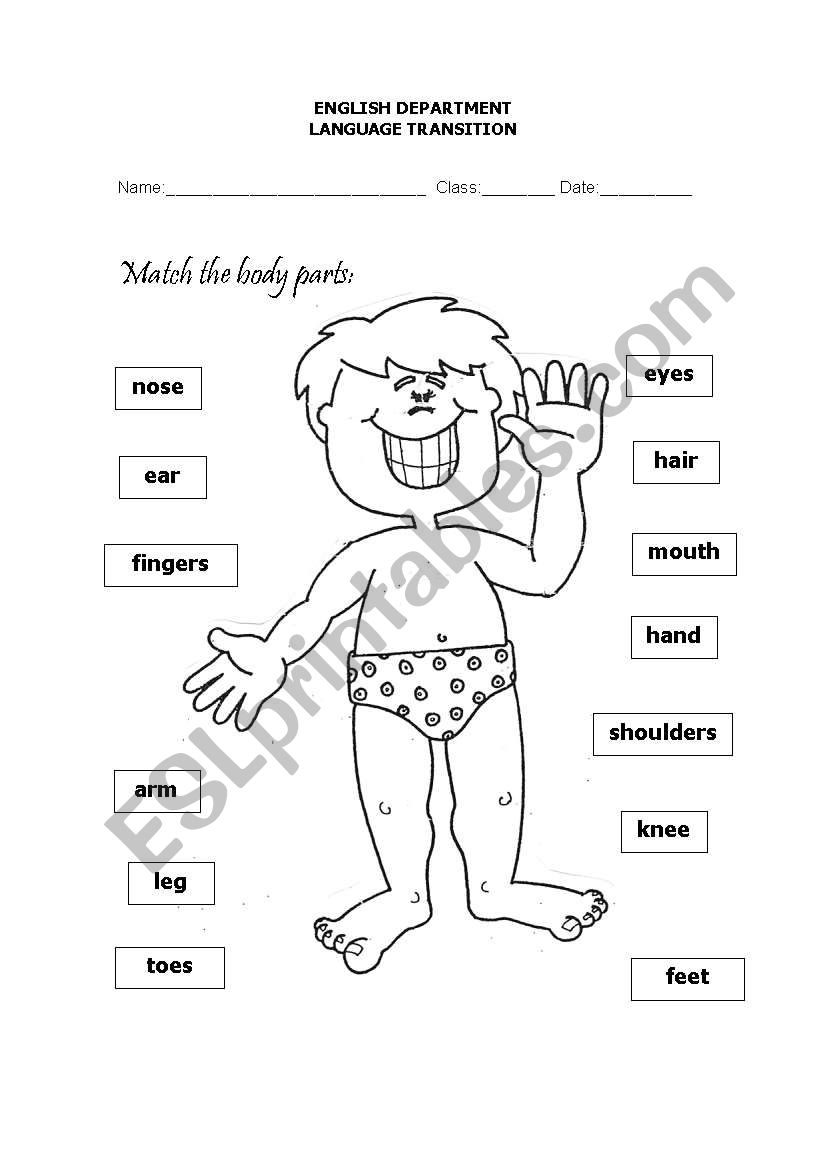 BODY PARTS worksheet