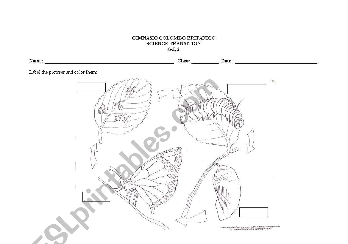 BUTTERFLY CYCLE worksheet