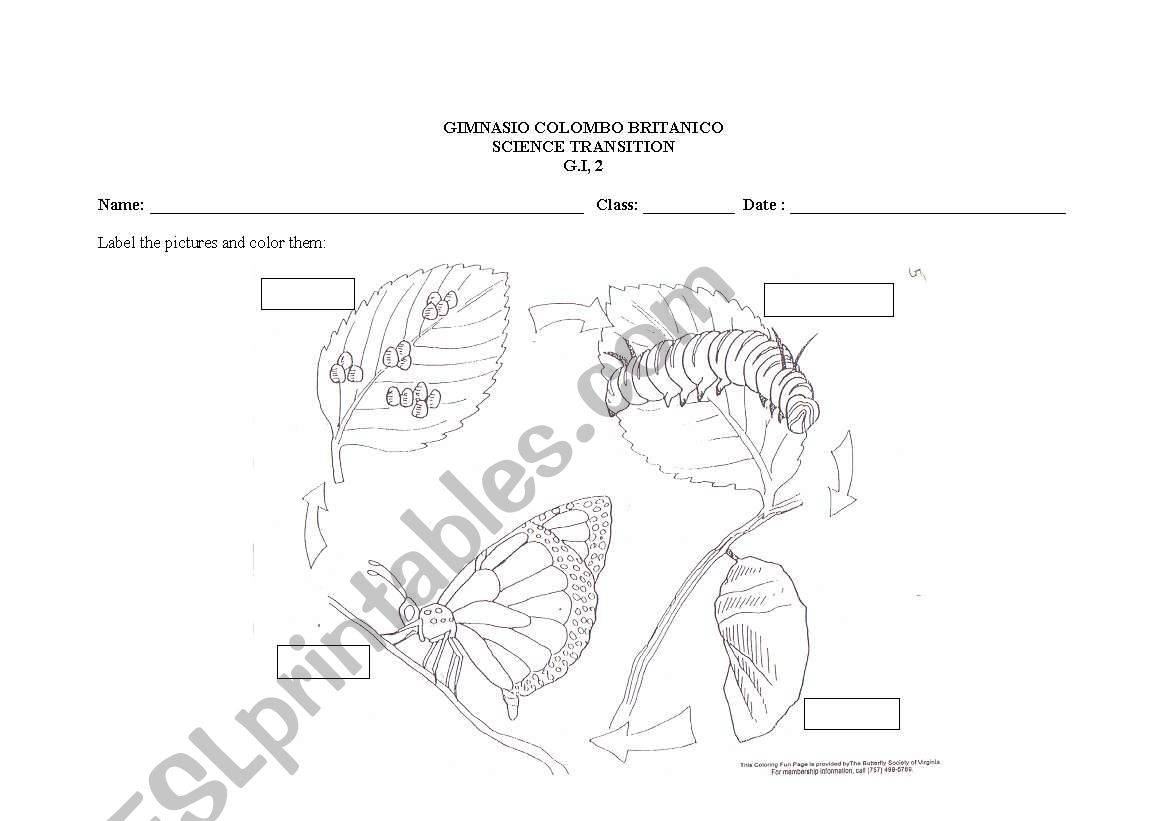 BUTTERFLY CYCLE worksheet