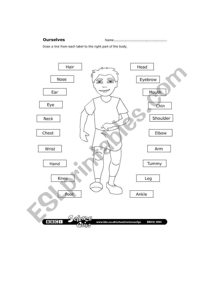 The total Body worksheet