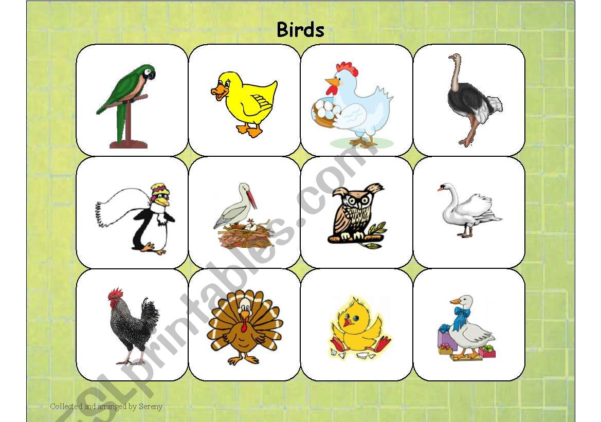 Birds worksheet