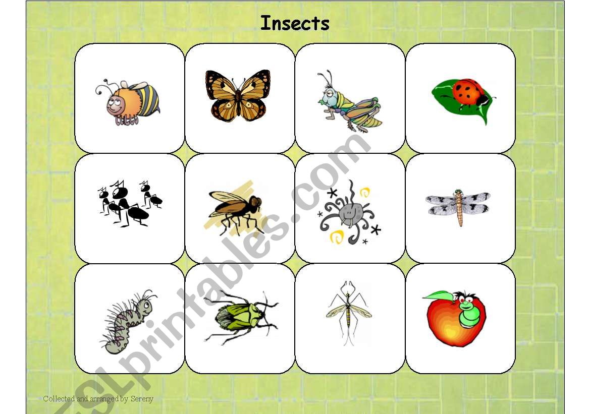 Insects worksheet