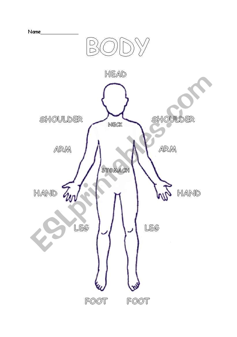 find the body part worksheet