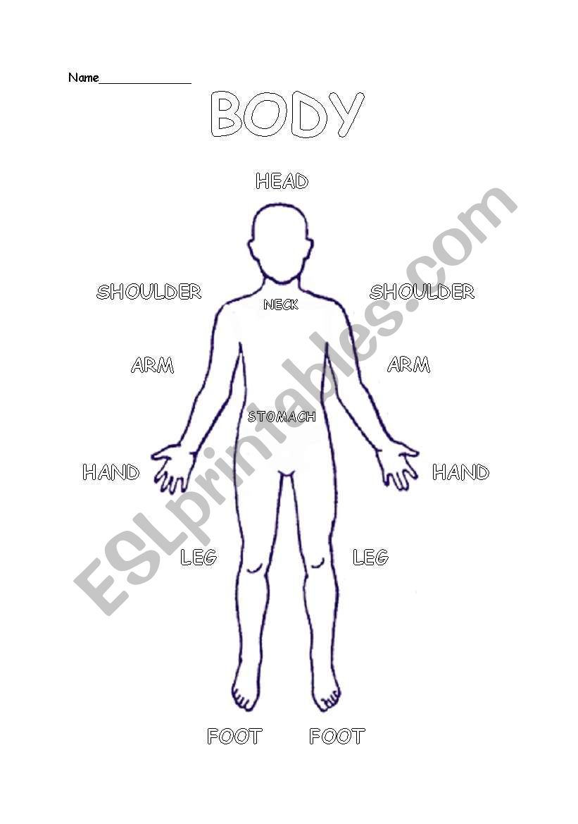 find the body part worksheet