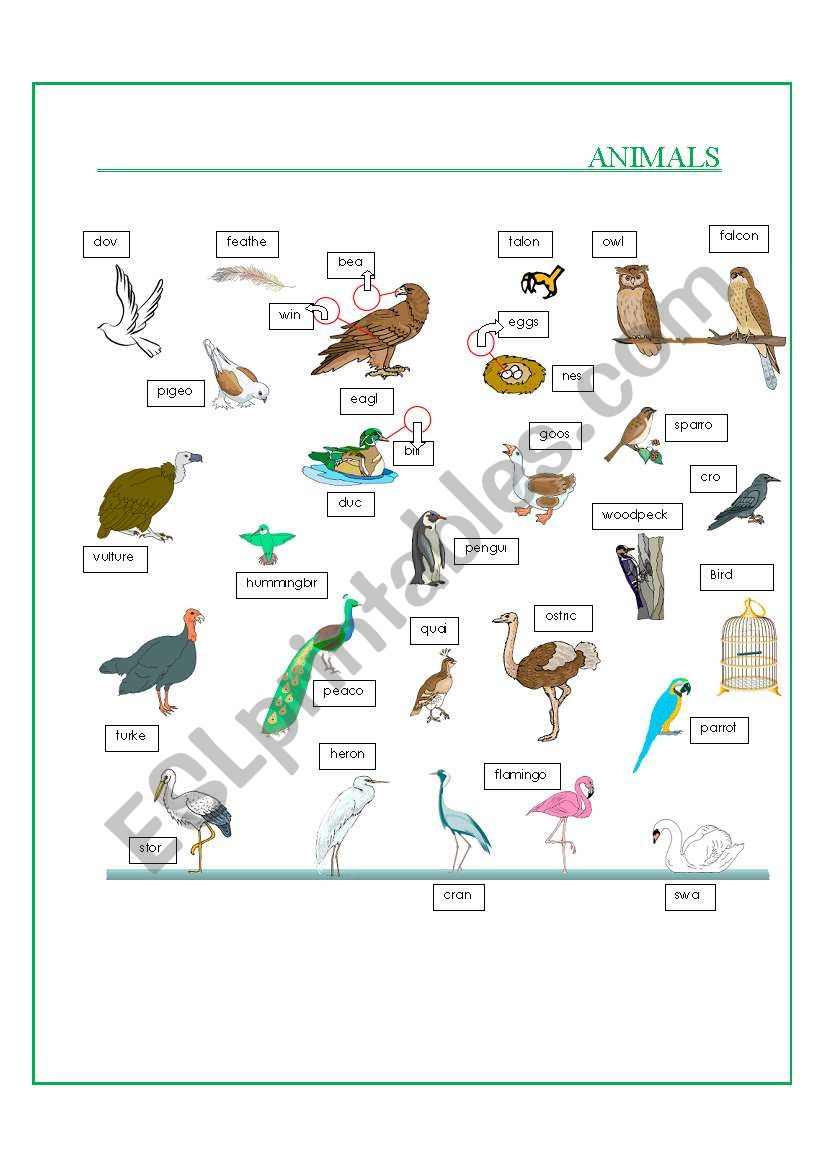 Animals  worksheet