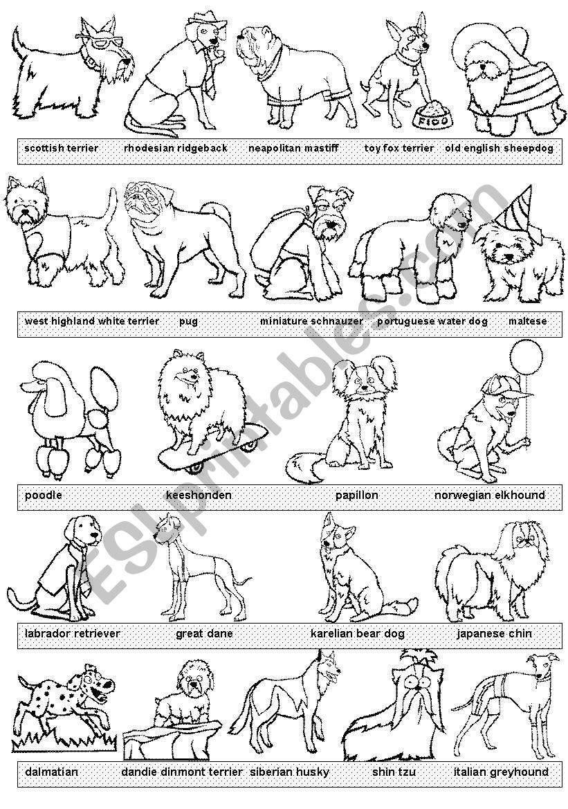 dogs pictionary #2 BW version worksheet