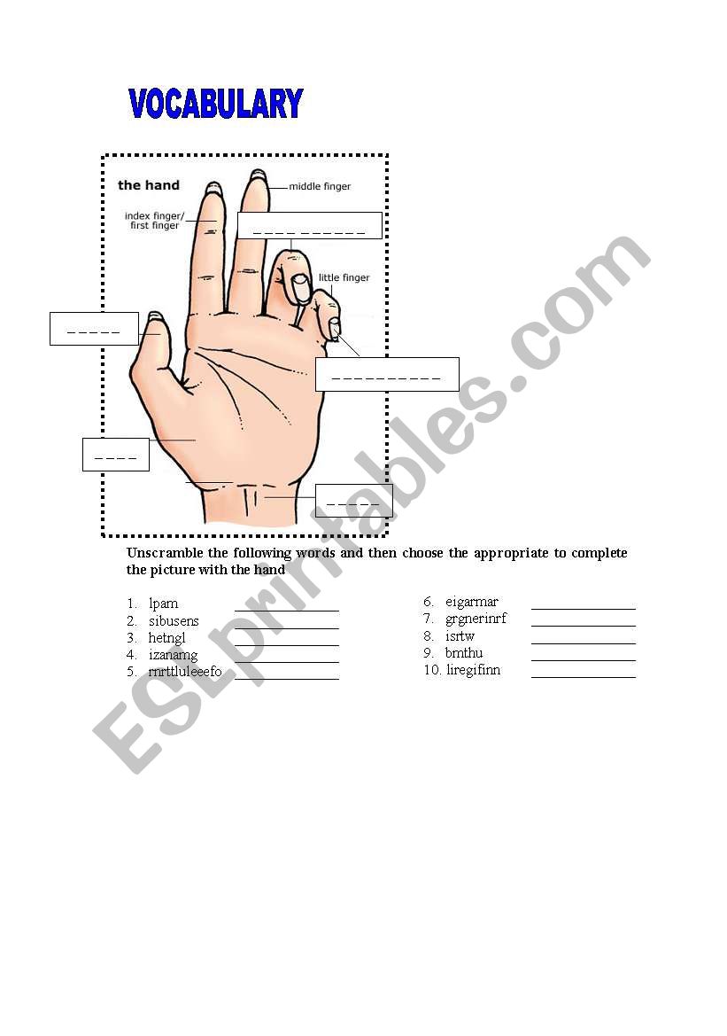 Vocabulary The hand worksheet