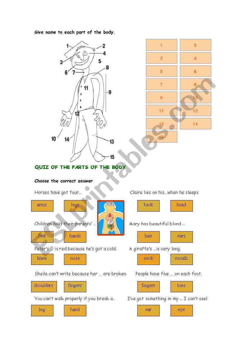 Parts of the body worksheet