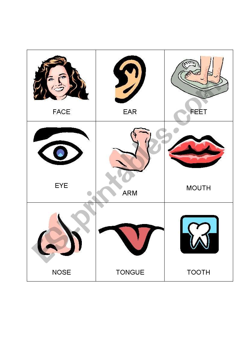 Body Bingo 2 worksheet