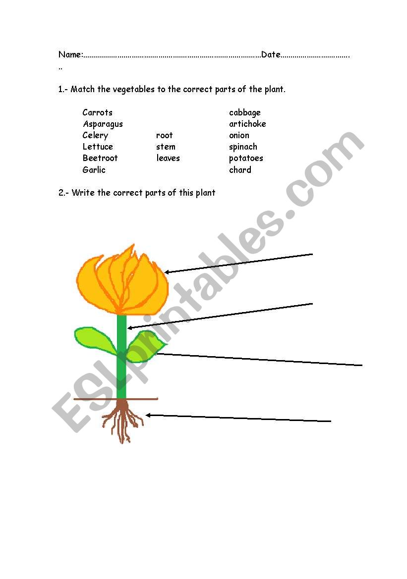 Match the vegetables with the right part of the plant