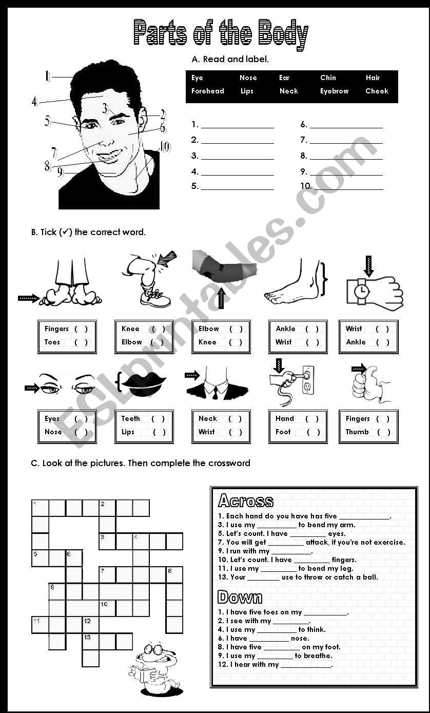 Parts of the body worksheet