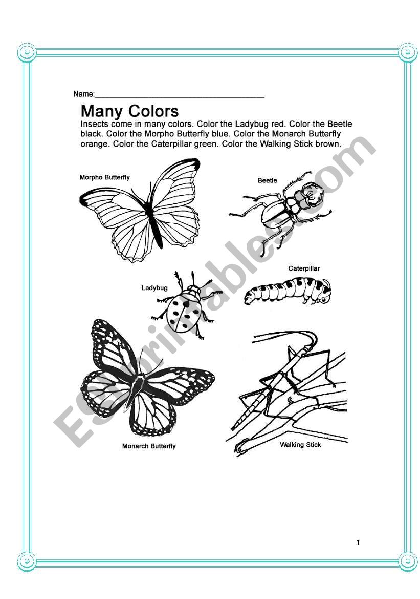 Insects- Biology worksheet