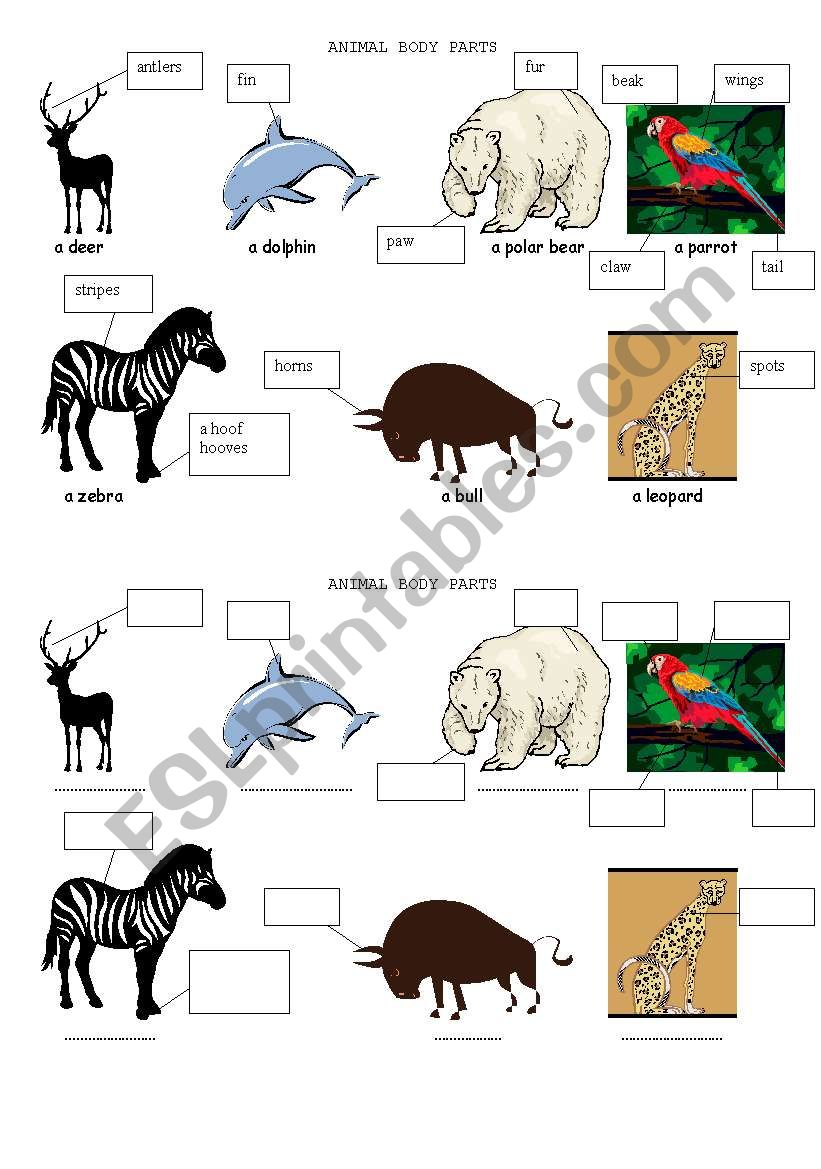 ANIMAL BODY PARTS - ESL worksheet by commanslucie