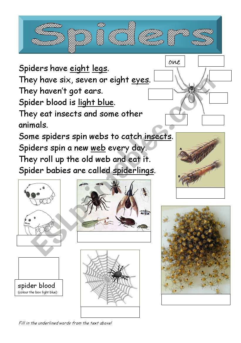 Spiders worksheet